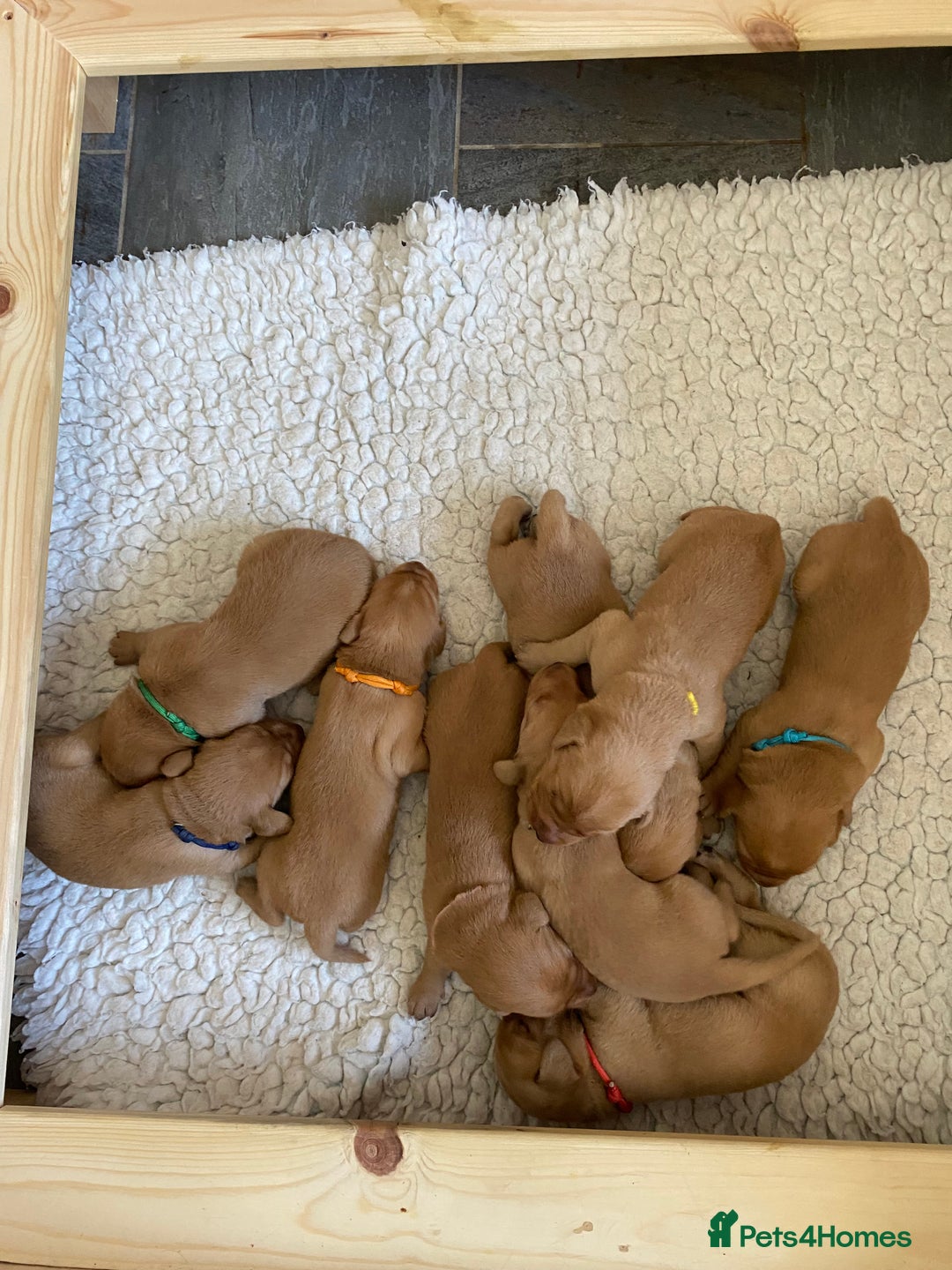 Labrador Retriever dogs for sale: Fox Red Labradors for sale in North Tawton - Image 5
