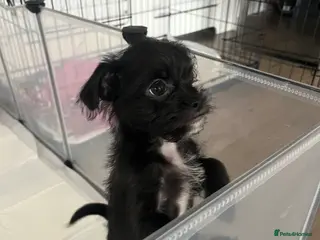 Mixed Breed dogs LAST ONE LEFT! Shih Tzu/Chihuahua hybrids - Advert 15