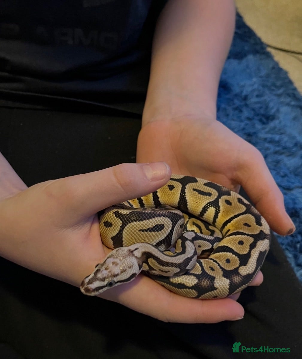 Python Snake reptiles Royal Python male 2 years old - Advert 1