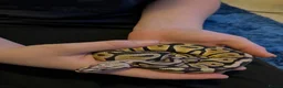 Python Snake reptiles for sale: Royal Python male 2 years old in Ashford - Advert 1