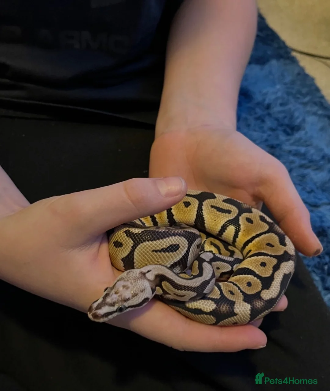 Python Snake reptiles for sale: Royal Python male 2 years old in Ashford - Advert 1