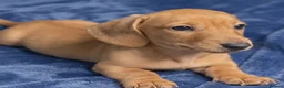 Miniature Dachshund dogs for sale: 🤍2 Gorgeous Creamy Puppies🤍 in Caernarfon - Advert 3