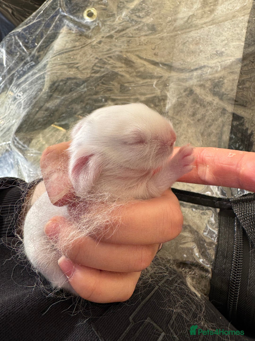 Lionhead rabbits for sale: ✨ Lionhead x Angora Bunny  ✨ - Advert 7