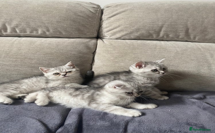 Scottish Fold cats - Advert 16