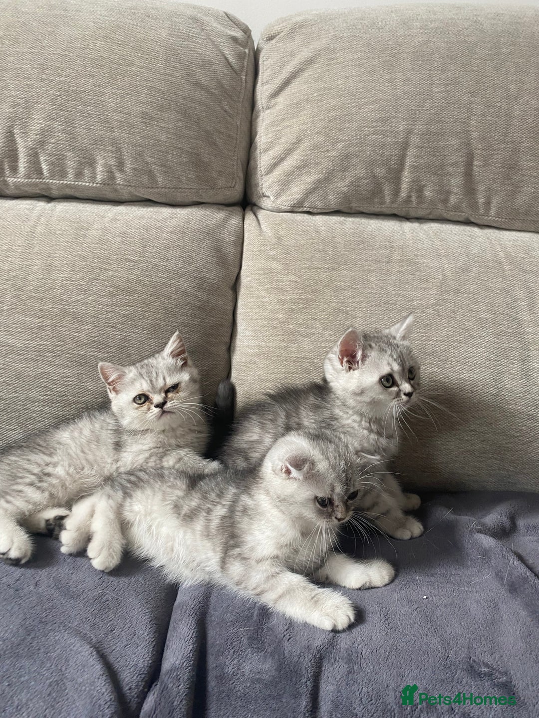 Scottish Fold cats for sale: Kittens scottish fold & Himalayan Persian mix  - Image 1