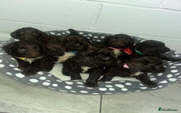 Cockapoo dogs for sale: Cockapoo puppies  - Advert 3