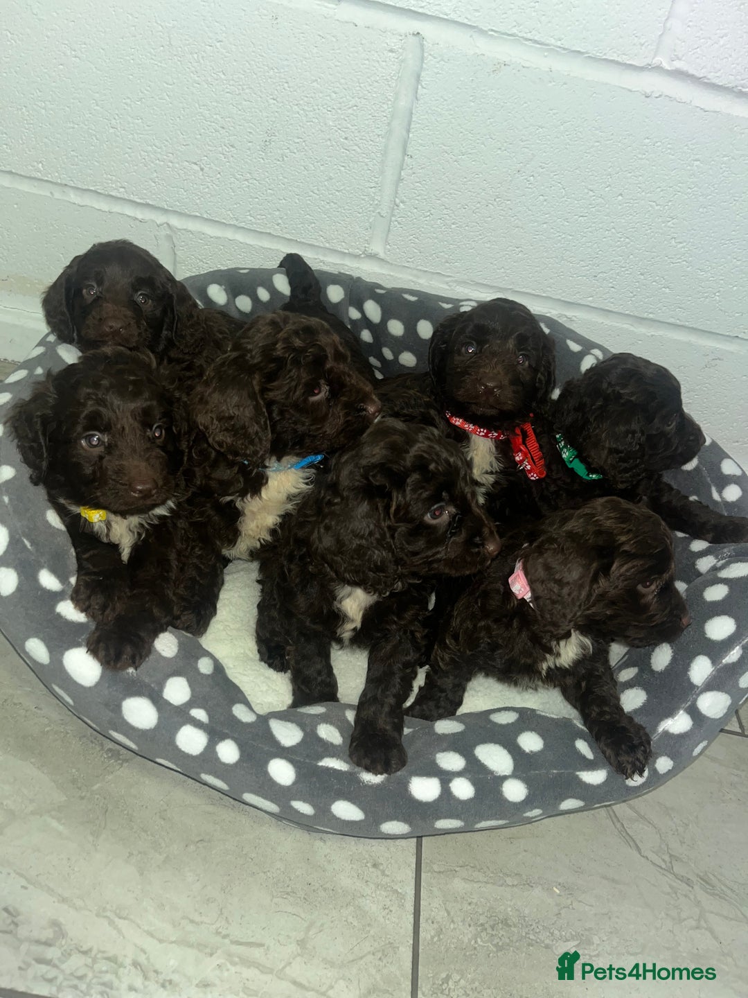 Cockapoo dogs for sale: Cockapoo puppies  - Advert 3
