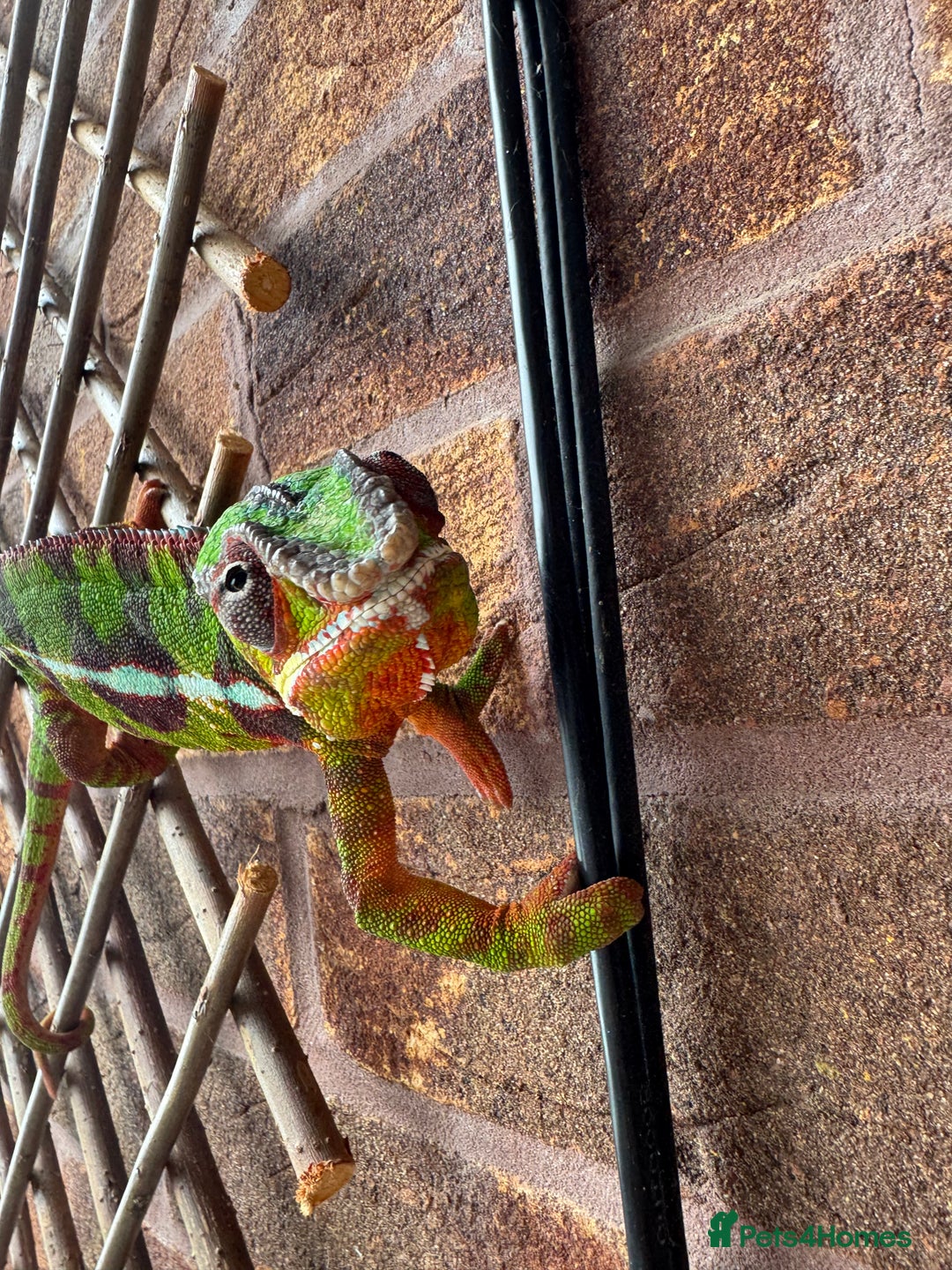 Chameleon reptiles for sale: 2 year old male panther chameleon  - Advert 1