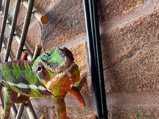 Chameleon reptiles 2 year old male panther chameleon - Advert 1
