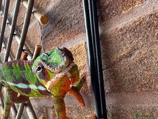 Chameleon reptiles 2 year old male panther chameleon - Advert 18