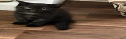 Mixed Breed cats for sale: Kittens for sale  in London - Advert 3