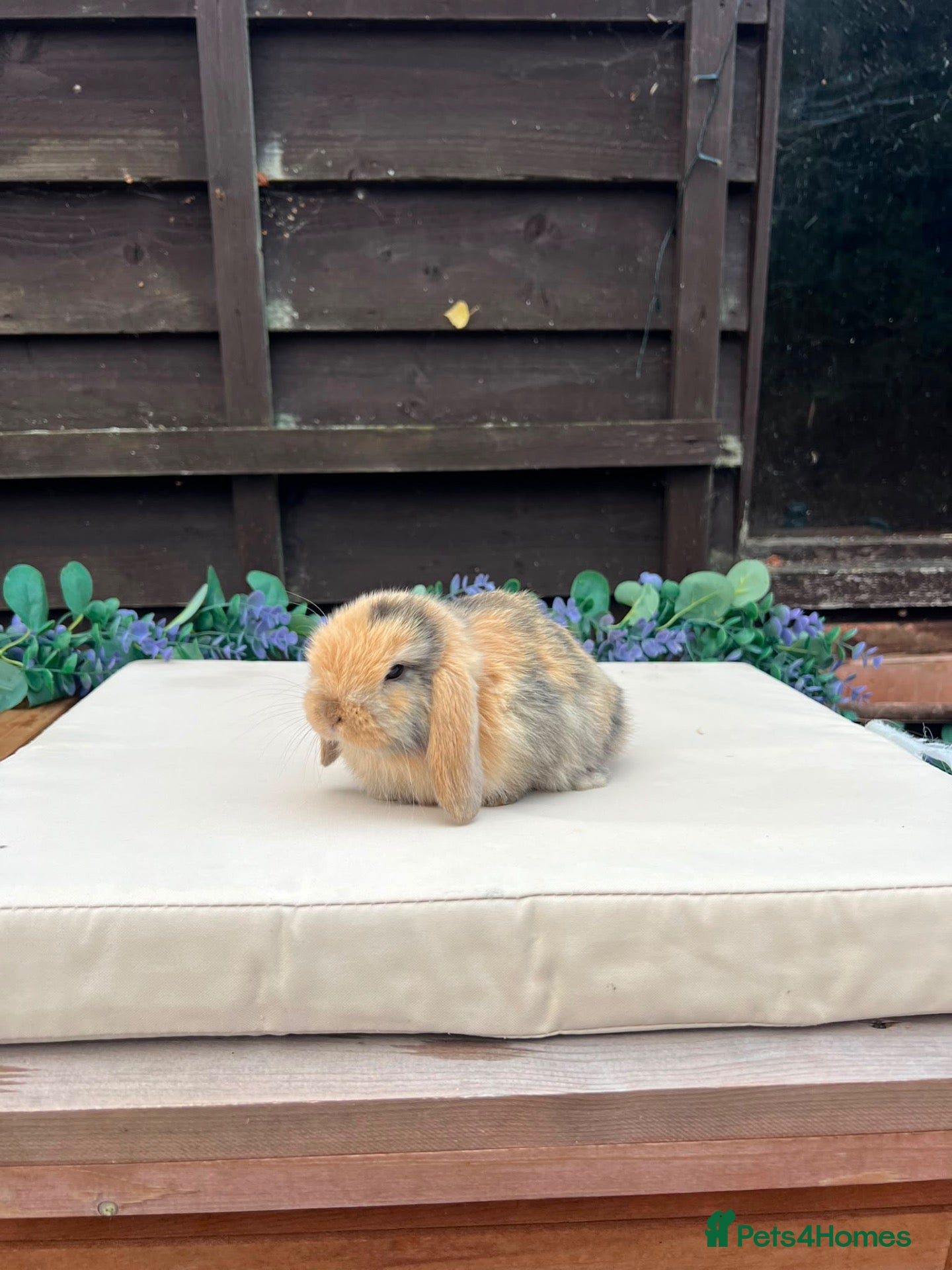 Mini Lop rabbits Pure bred mini lops - Advert 2