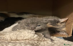 British Shorthair cats for sale: British shorthair x Ragdoll kittens. Mixed prices - Image 10