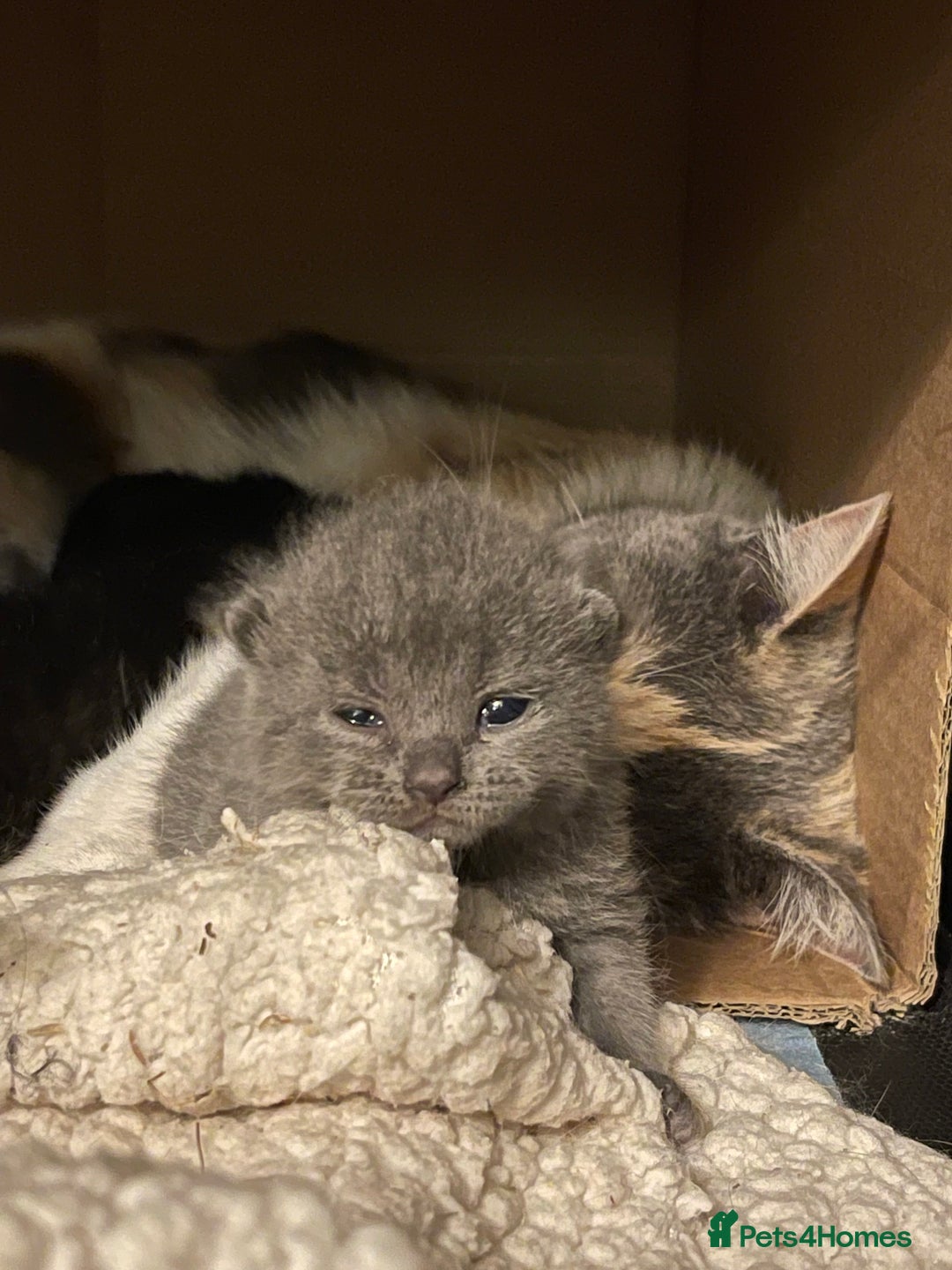 British Shorthair cats for sale: British shorthair x Ragdoll kittens. Mixed prices - Image 10
