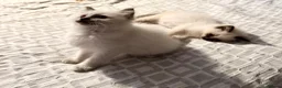 Ragdoll cats for sale:  Ragdoll kittens  - Advert 7