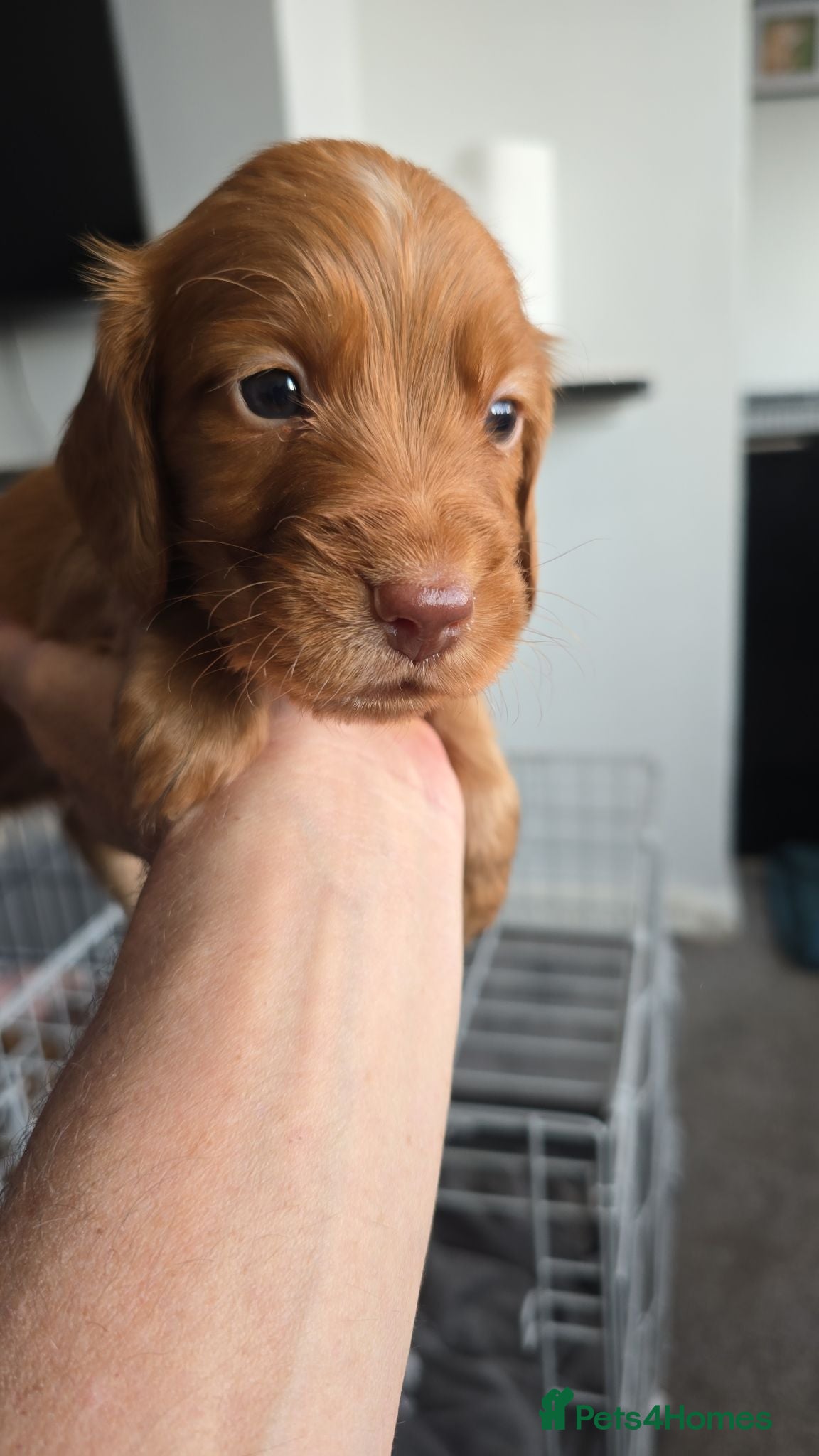 Cocker Spaniel dogs Stunning fox red working cockers - Advert 1