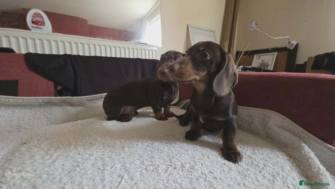 Miniature Dachshund dogs for sale: Miniature dashound  - Advert 17