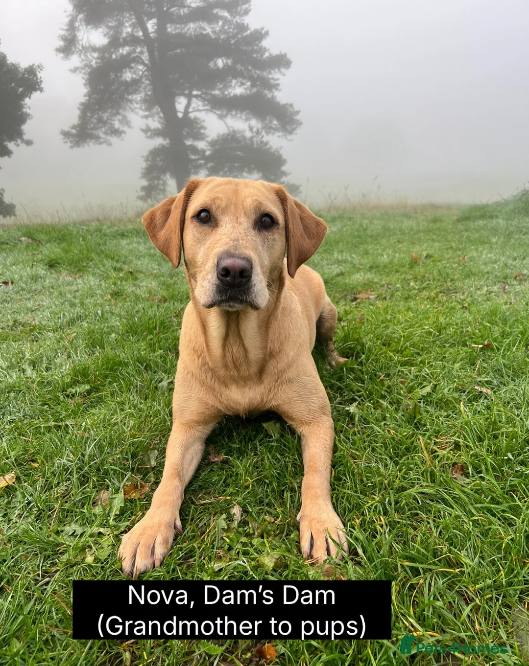 Labrador Retriever dogs for sale: 🖤🤎Superb, Kc Reg, Health Tested, Lab Pups🤎🖤 - Advert 11