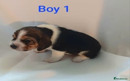 Beagle dogs for sale: Beautiful puppies Available - Image 6