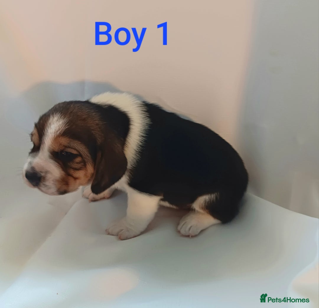 Beagle dogs for sale: Beautiful puppies Available - Image 6