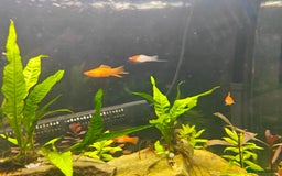 Swordtails fish for sale: Swordtails orange lyretail,kohak,tri colour  - Image 3