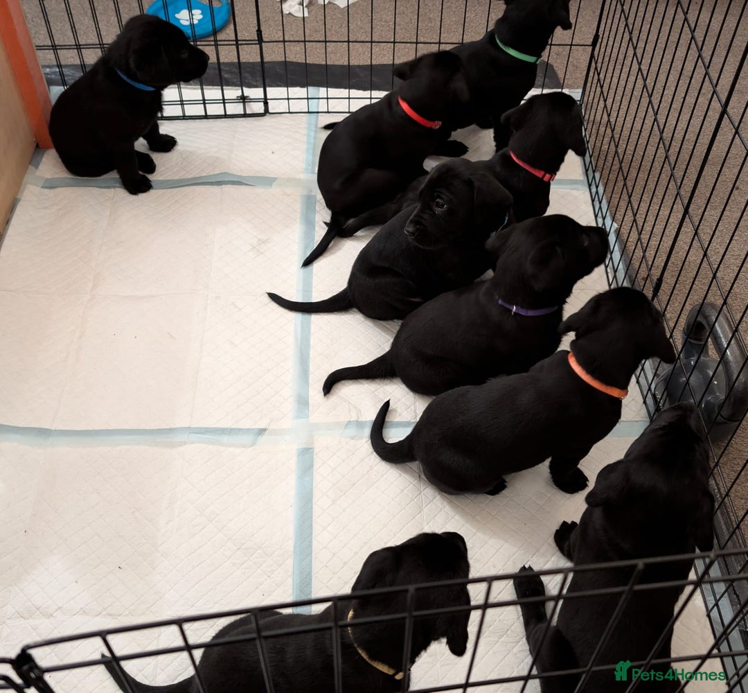 Labrador Retriever dogs for sale: Black KC Registered Labrador Puppies - Advert 9