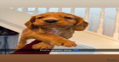 Cocker Spaniel dogs - Advert 11