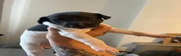 Whippet dogs for sale: Ready now!kcregistered❤️ - Advert 27