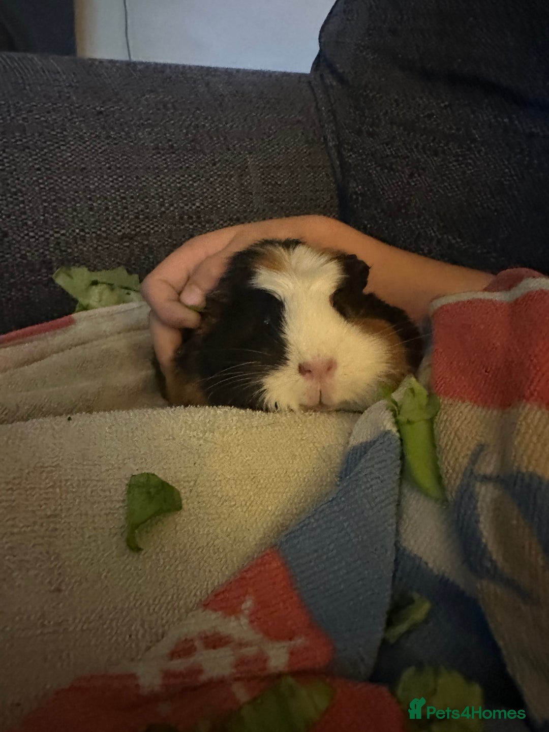 Guinea Pig rodents for sale: Oreo  - Image 1