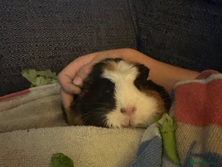 Guinea Pig rodents for sale - Advert 1