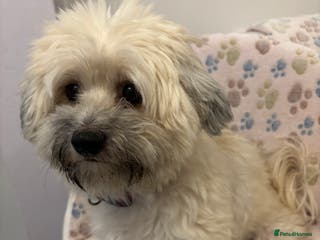 Maltipoo dogs Maltipoo - Advert 5