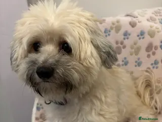 Maltipoo dogs Maltipoo - Advert 7
