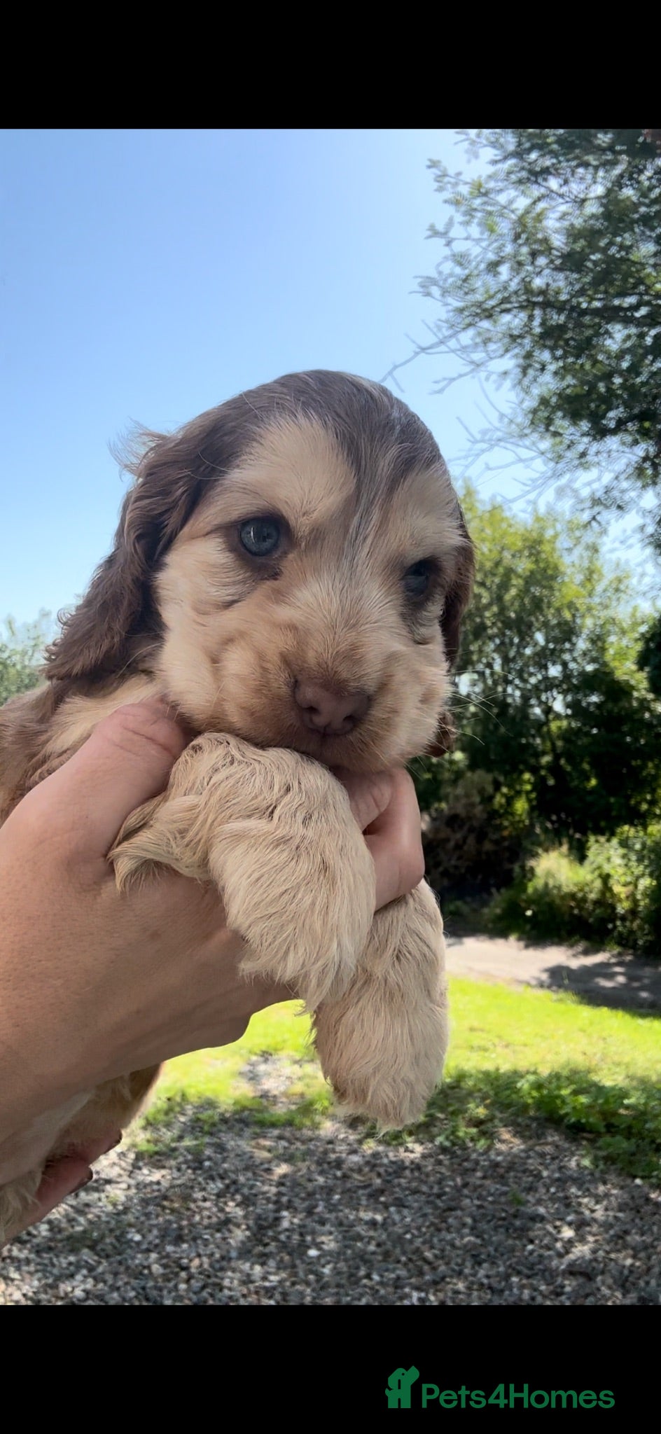 Cocker Spaniel dogs KC Registered Sable Show cocker spaniels  - Advert 2