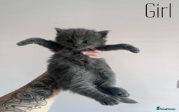 Mixed Breed cats for sale: Kittens Grey and Black - Image 6