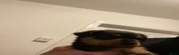 Rottweiler dogs for sale: Rottweiler puppy  - Advert 10