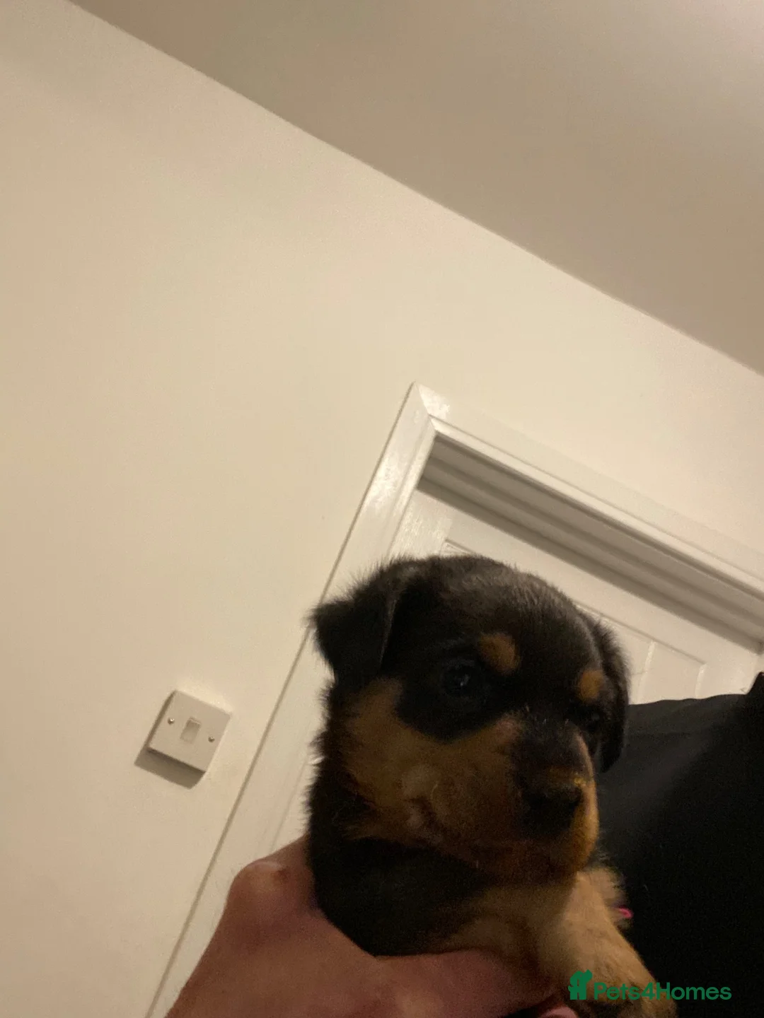 Rottweiler dogs for sale: Rottweiler puppy  - Advert 10