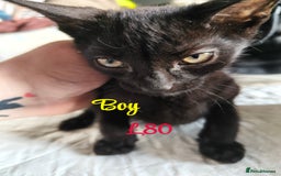 Mixed Breed cats for sale: 6 KITTENS FOR SALE READY FOR COLLECTION - Image 4
