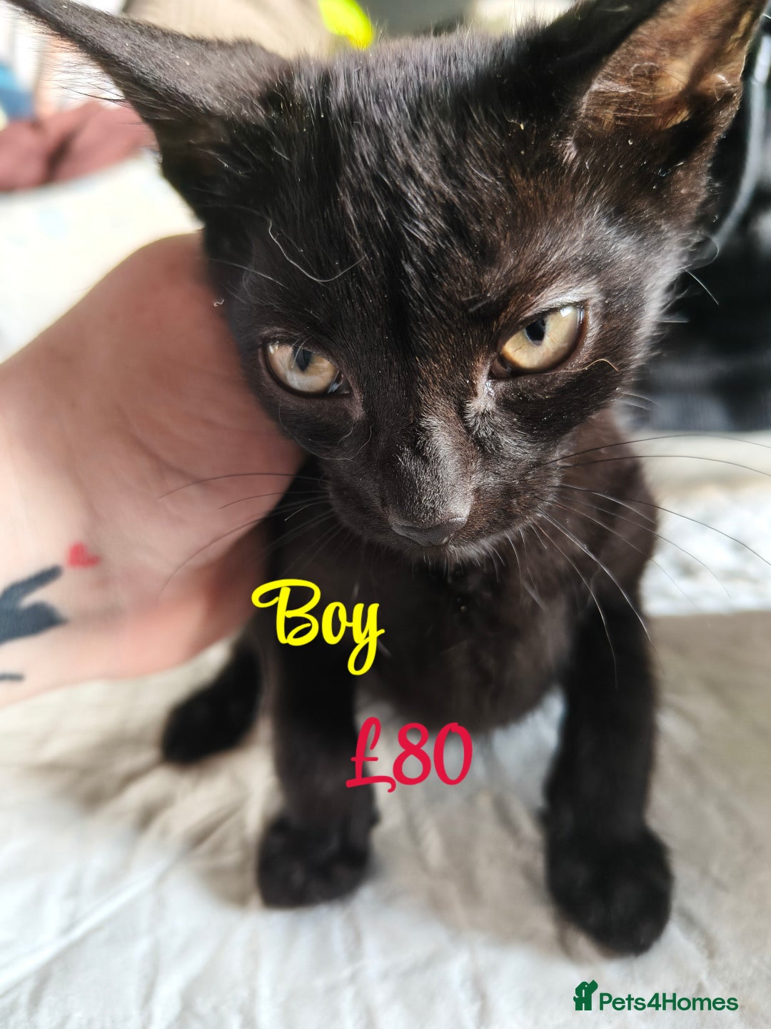 Mixed Breed cats for sale: 6 KITTENS FOR SALE READY FOR COLLECTION - Image 4