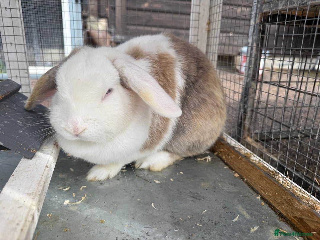 Dutch rabbits for sale: Rabbits for sale  - Image 4