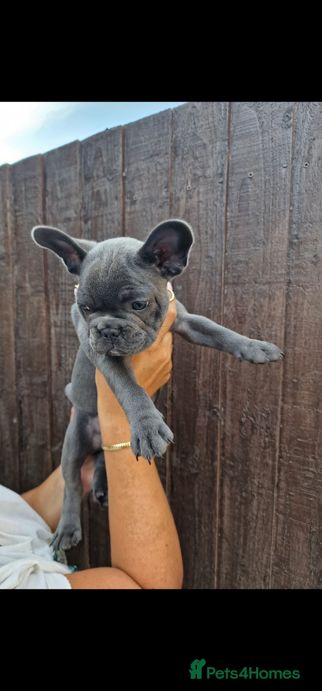 French Bulldog dogs for sale: French bulldog puppy 🐶 last little girl left - Image 7