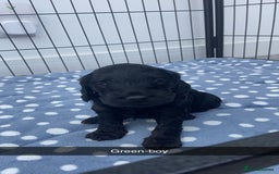 Cockapoo dogs for sale: Beautiful tri cockerpoos  - Image 8