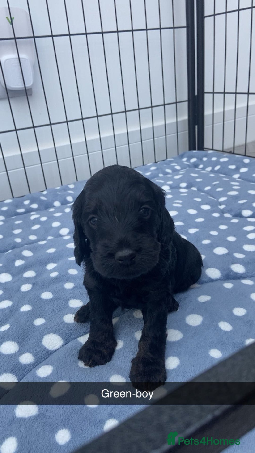 Cockapoo dogs for sale: Beautiful tri cockerpoos  - Image 8