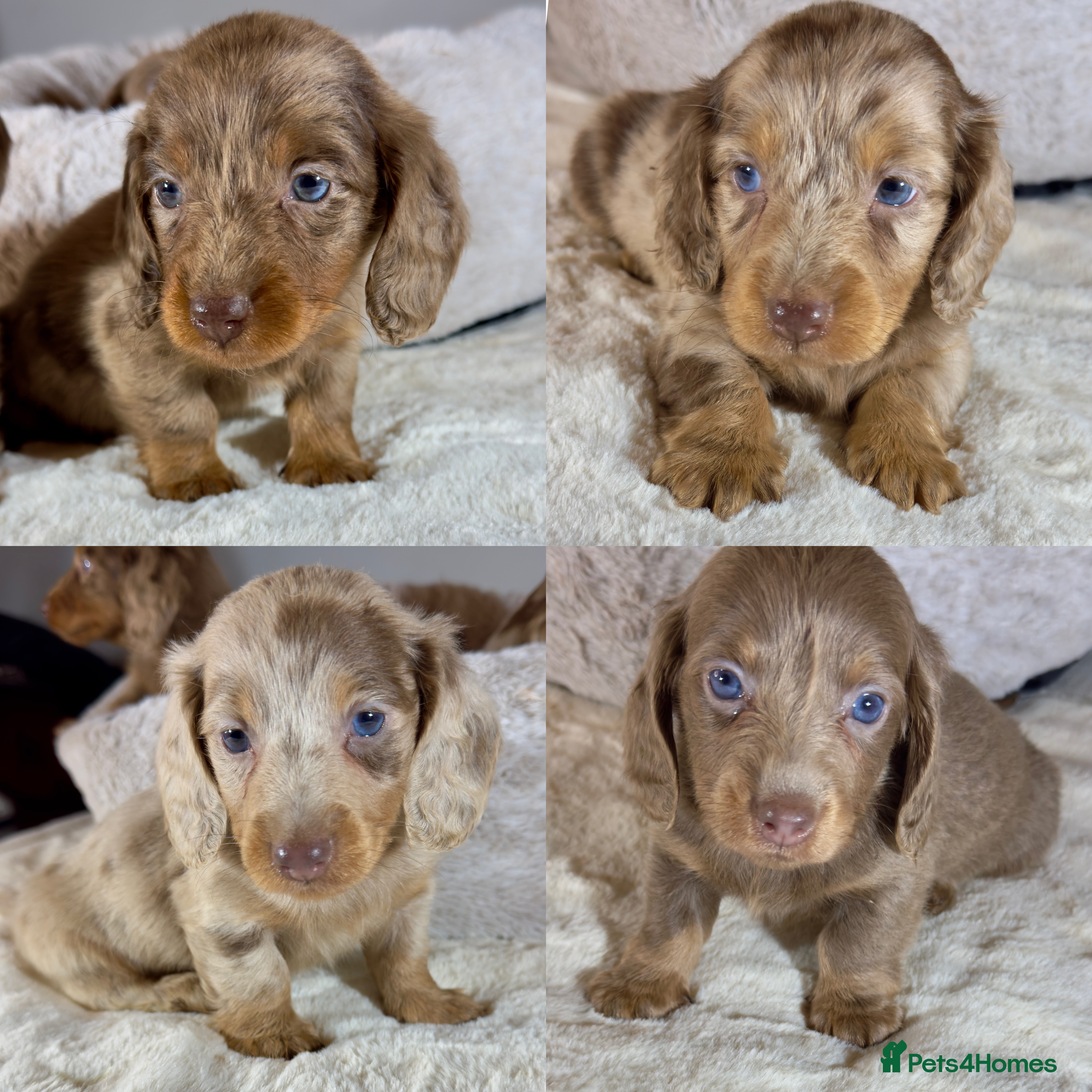 Miniature Dachshund dogs Long Hair Dachshund miniature Dapple - Advert 17