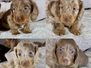 Miniature Dachshund dogs Long Hair Dachshund miniature Dapple - Advert 17