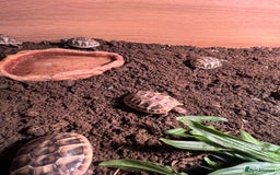 Tortoise reptiles for sale: Uk bred Hermann tortoises - Advert 6