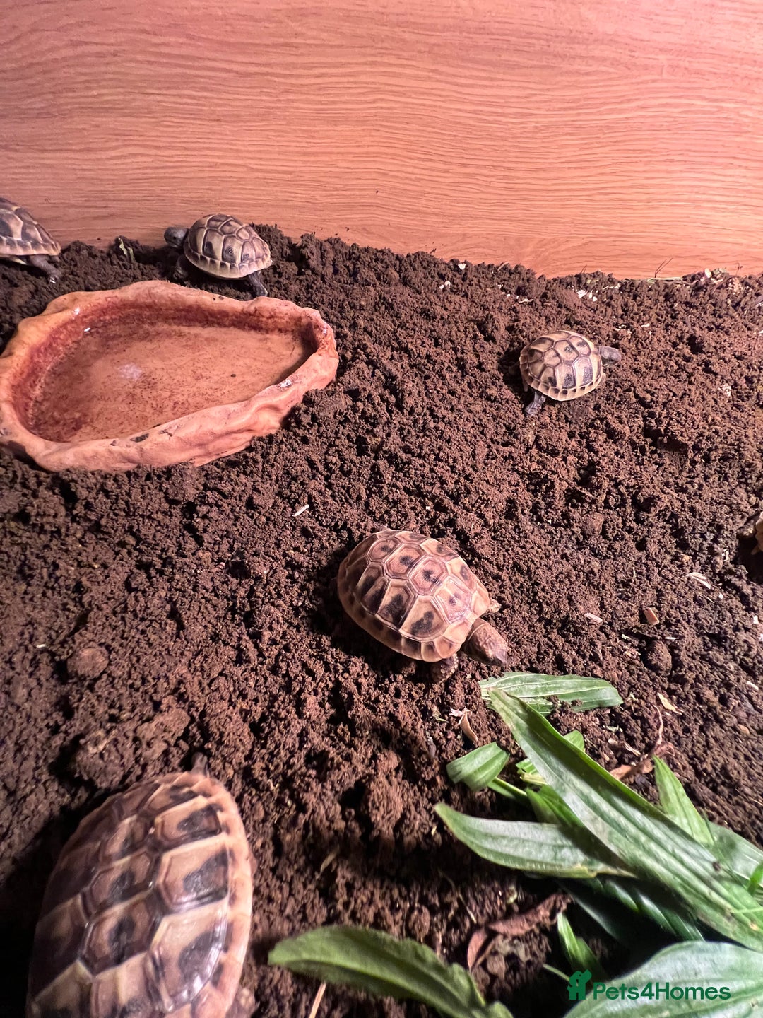 Tortoise reptiles for sale: Uk bred Hermann tortoises - Advert 6