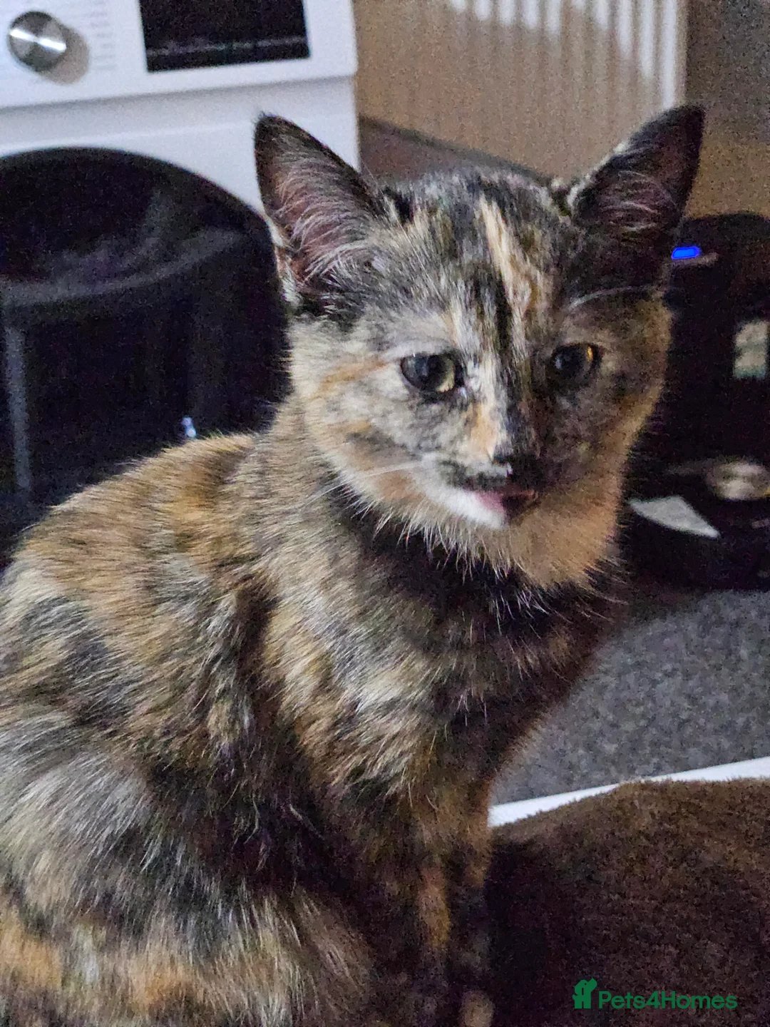 Mixed Breed cats for sale: Unique half ragdoll girl - Advert 2