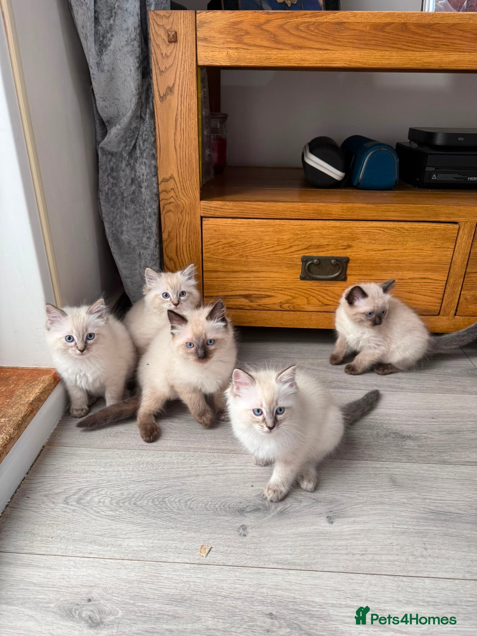 Ragdoll cats Stunning litter of ragdoll kittens  - Advert 1