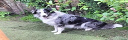 Border Collie dogs for stud: Pure breed Blue merle border collie for stud only in Loughborough - Advert 5