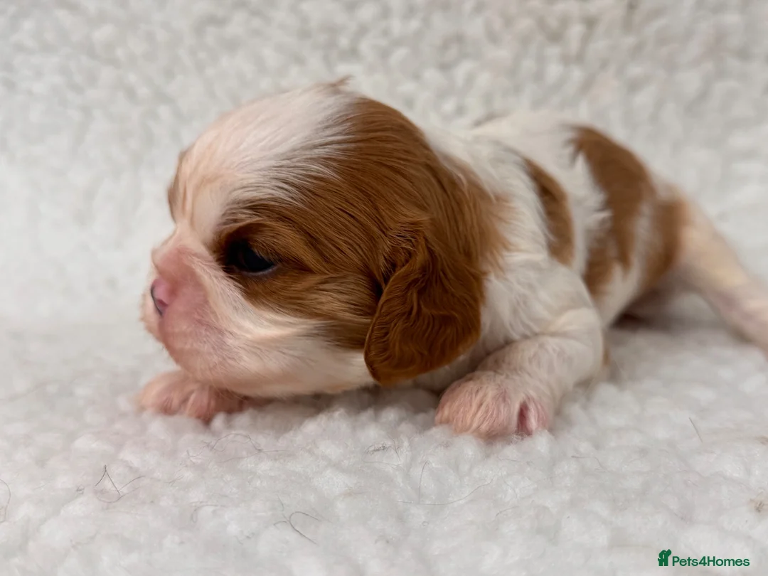 Cavalier King Charles Spaniel dogs for sale: Adorable Purebred Cavalier puppies - Advert 2